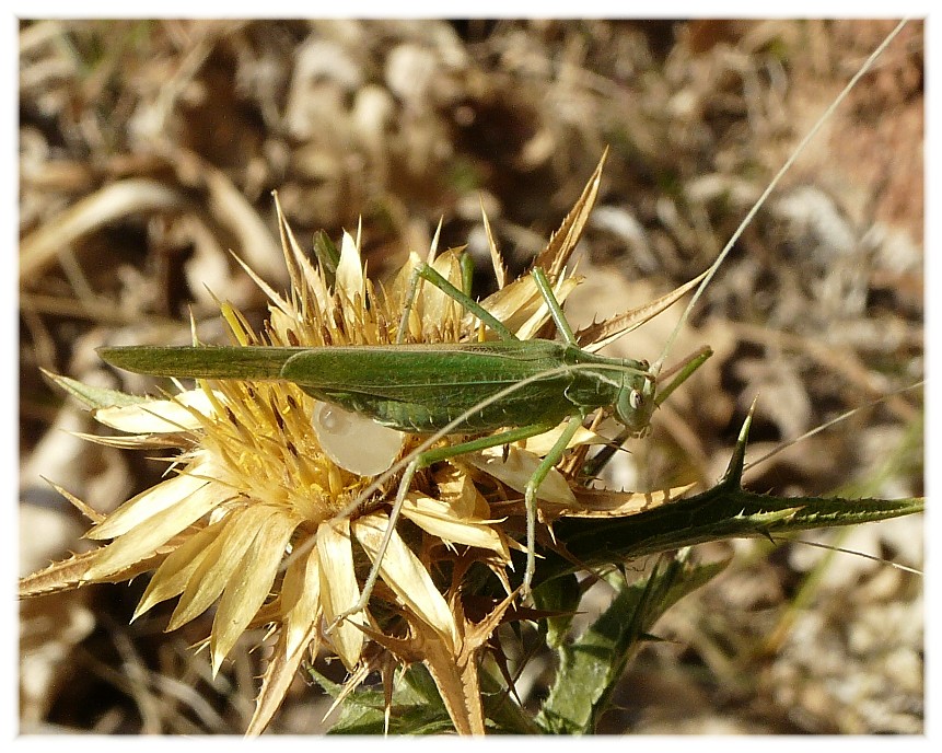 Ortotteri dal Gargano